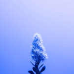 photo of a blue flower against a gradient background