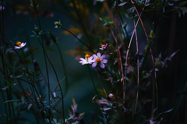photo of a purple flower near dark branches at night