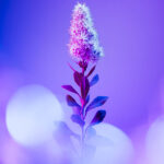photo of a purple stemmed flower against a bokeh background